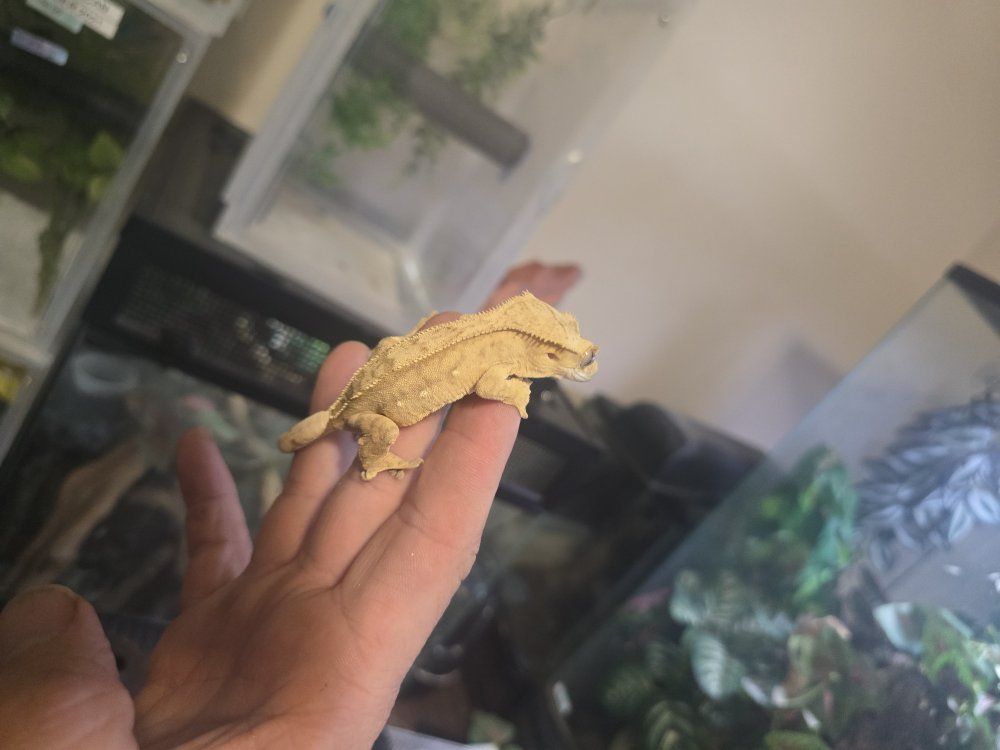 ASSORTED CRESTED GECKOS AND ENCLOSURES
