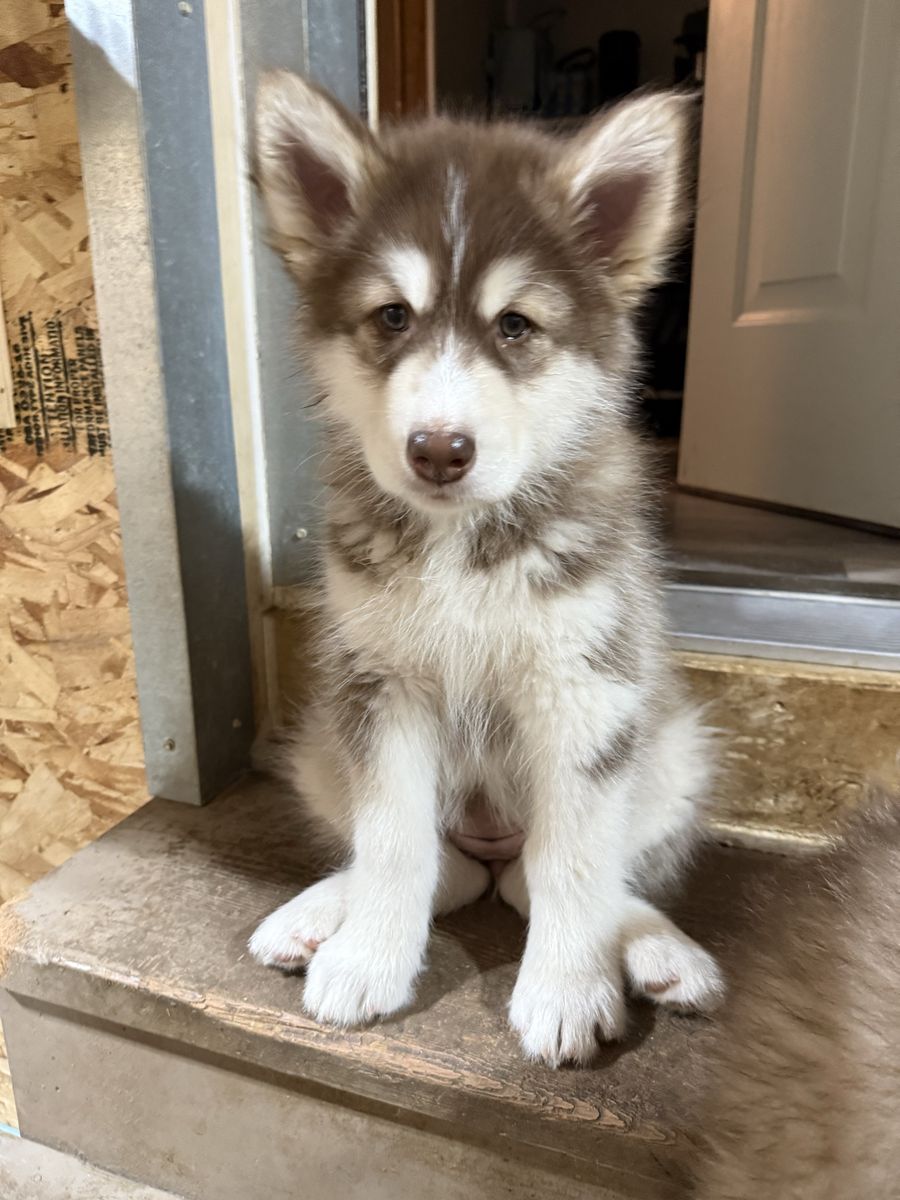 Purebred Alaskan Malamutes