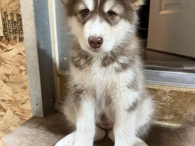 Purebred Alaskan Malamutes