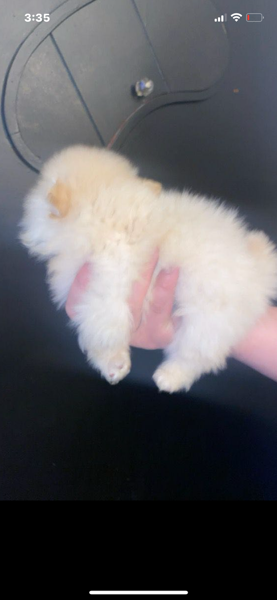 Pomeranian