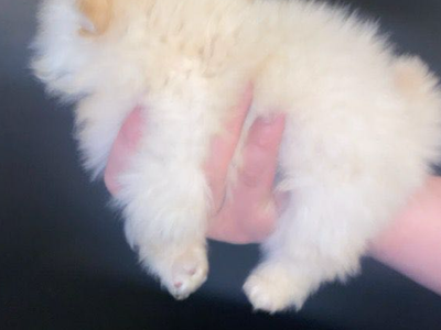 Pomeranian