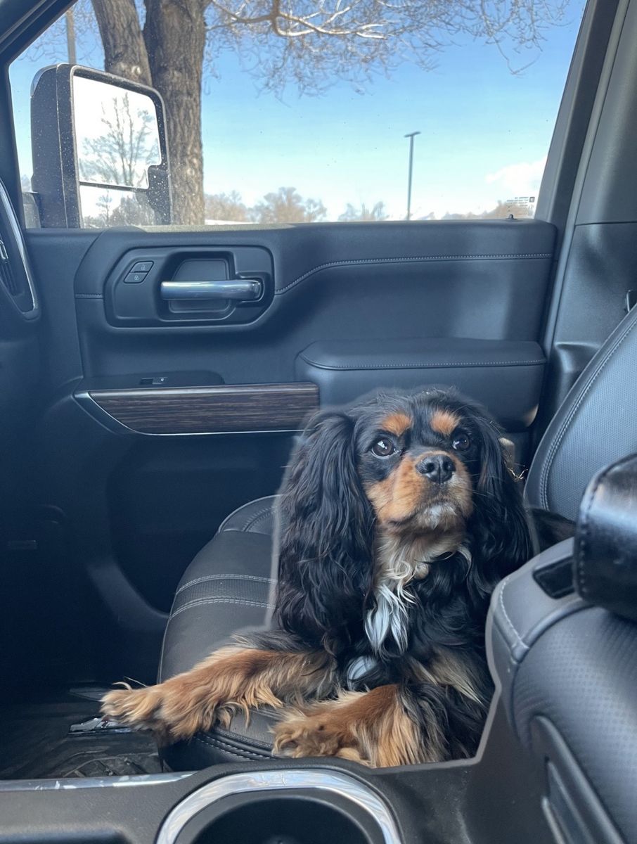 Male Cavalier King Charles Spaniel