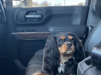 Male Cavalier King Charles Spaniel