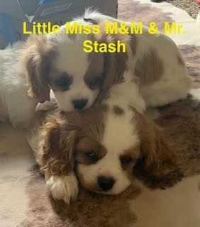 Cavalier King Charles Puppies For SALE!!