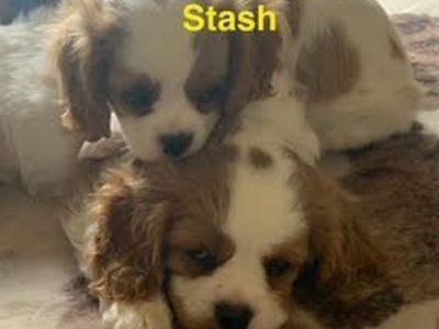 Cavalier King Charles Puppies For SALE!!