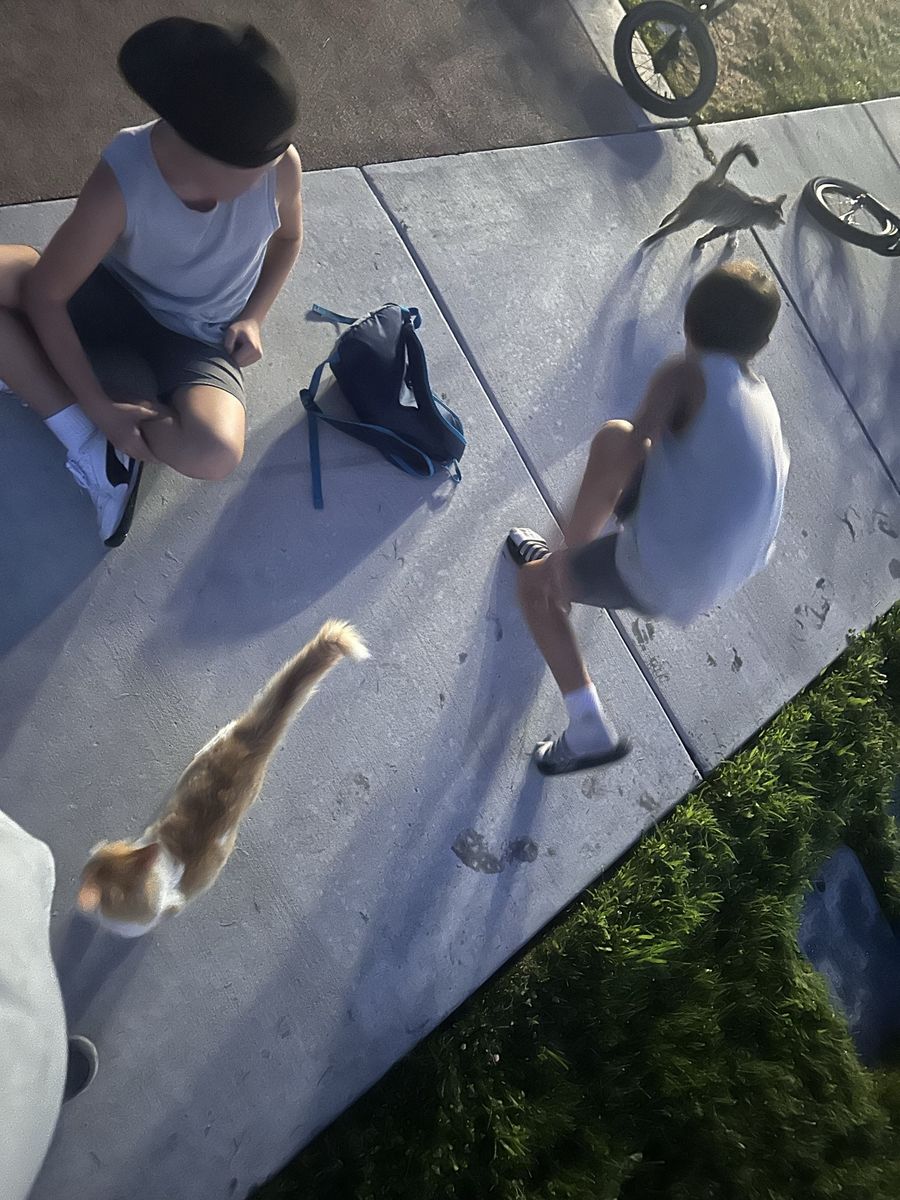 Lost / Found Kittens near Park in Woods Cross