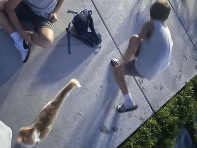 Lost / Found Kittens near Park in Woods Cross