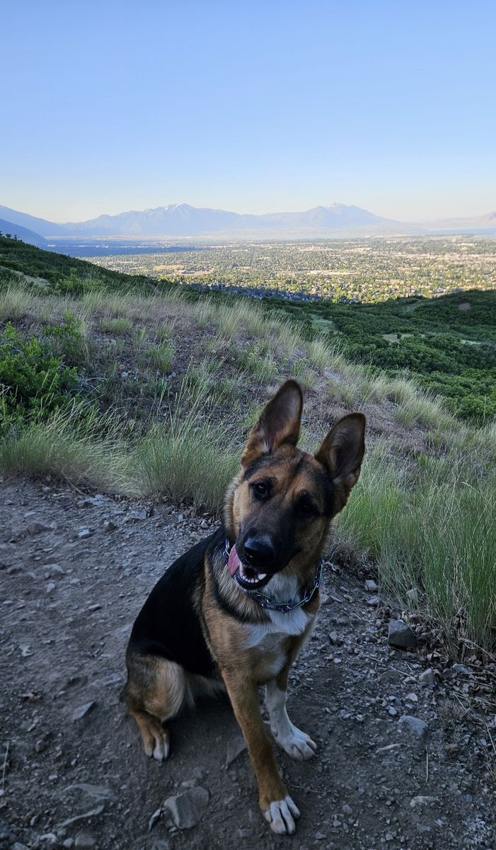 German Shepard