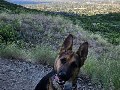 German Shepard