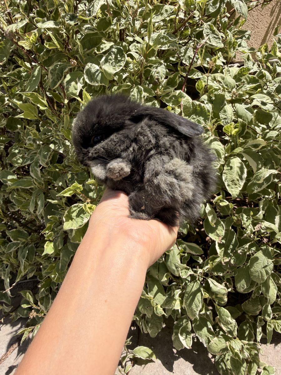 Holland Lop- Pedigreed - VM/VC litter trained babies, ready to go home June 15th