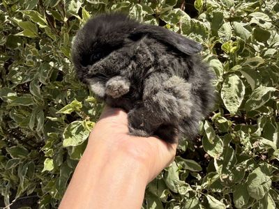 Holland Lop- Pedigreed - VM/VC litter trained babies, ready to go home June 15th