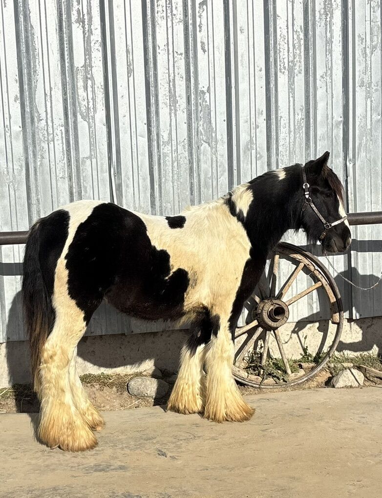 2024 Black And White Gypsy Stud