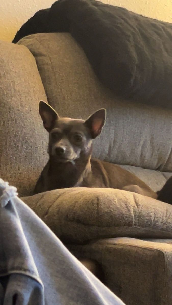 Chihuahua 