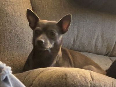 Chihuahua