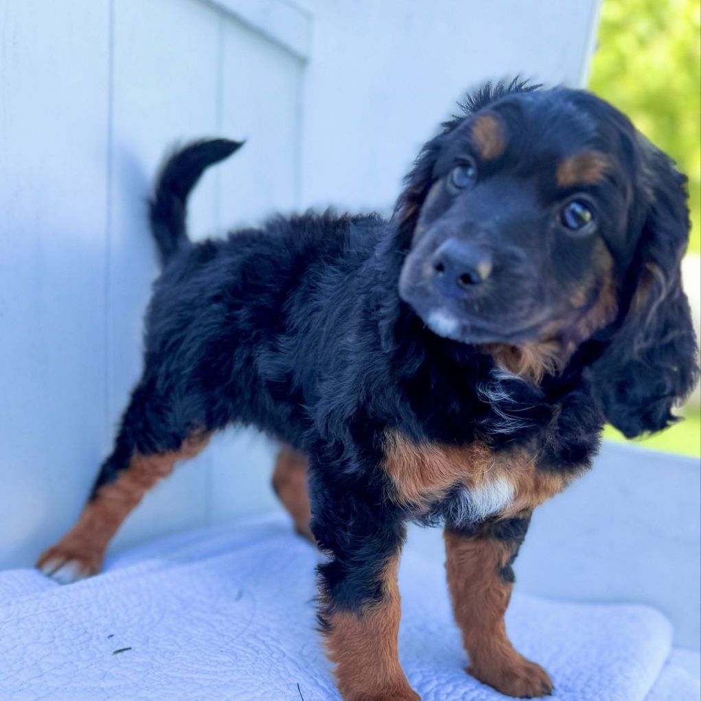 Mini Bernedoodle puppies
