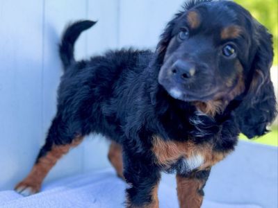Mini Bernedoodle puppies