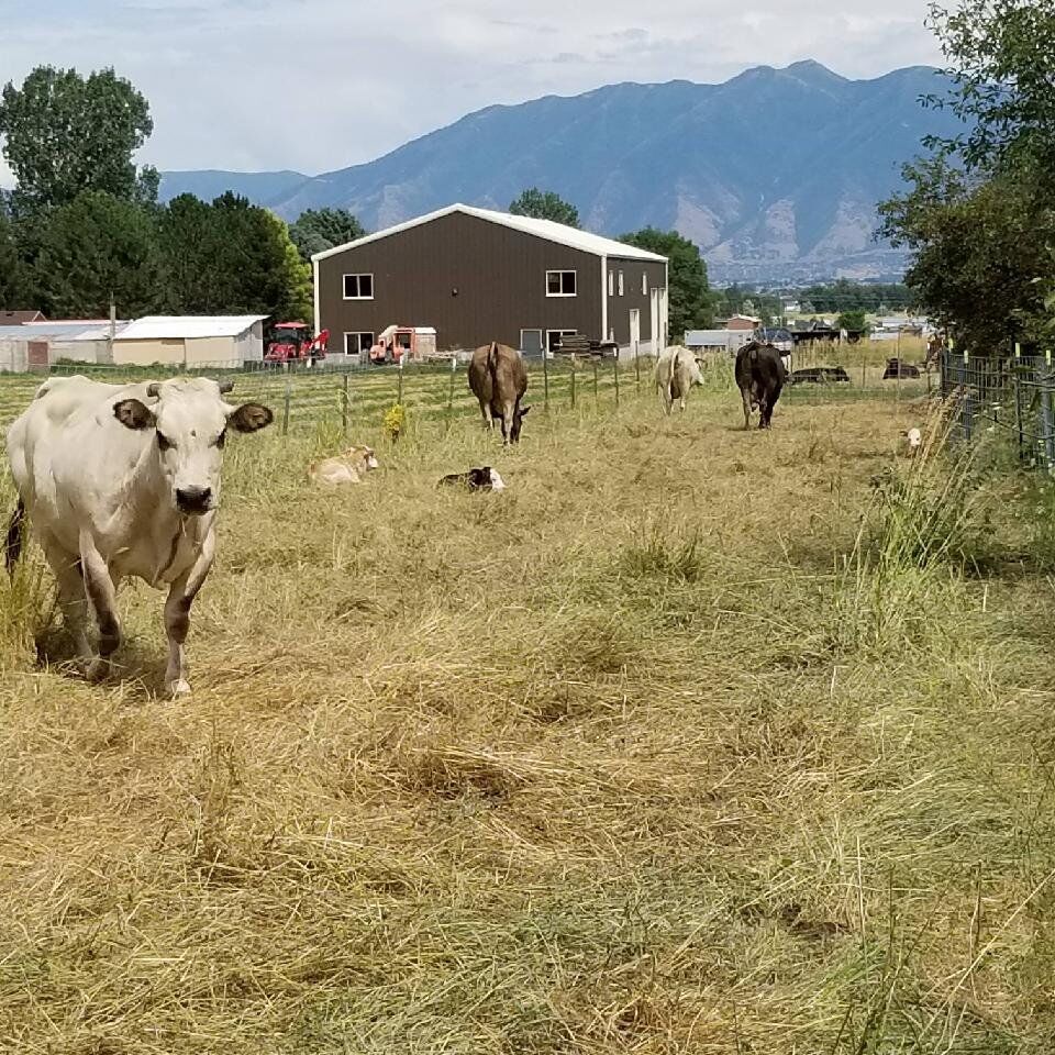 grass feed ground beef