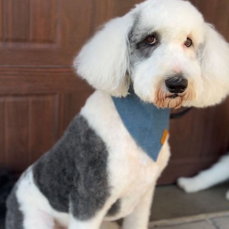 Dog grooming, dog groomer, groomer, grooming