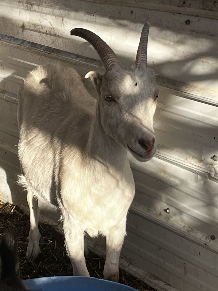 White Goat - Young and Healthy
