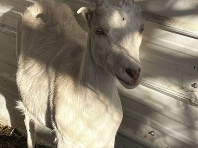 White Goat - Young and Healthy