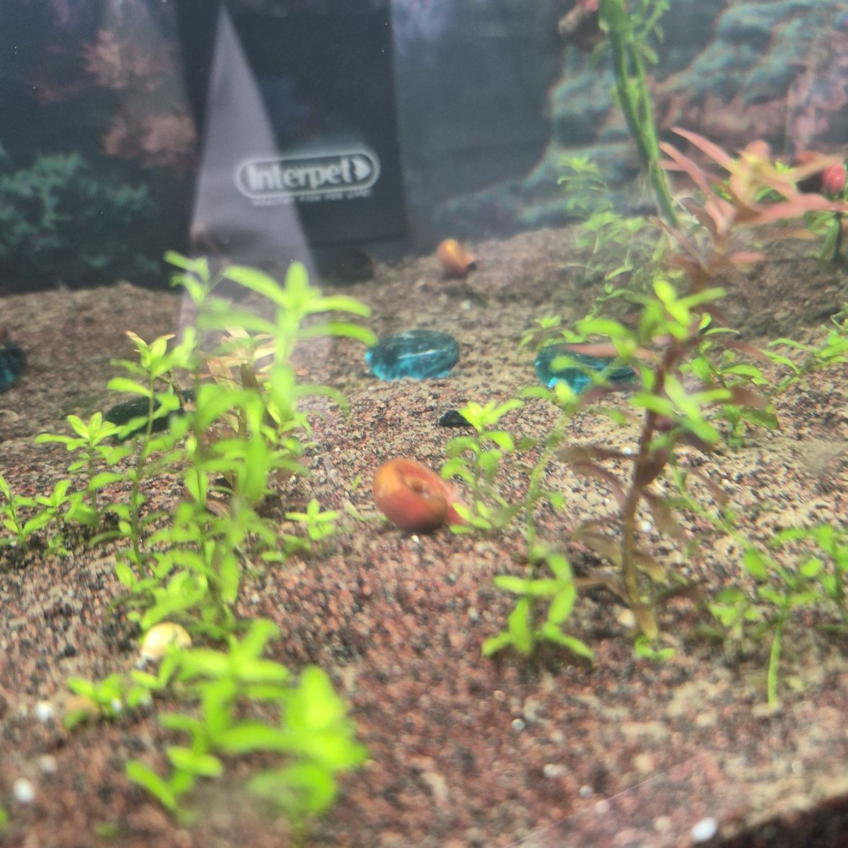 Ramshorn Snails 2 for $1