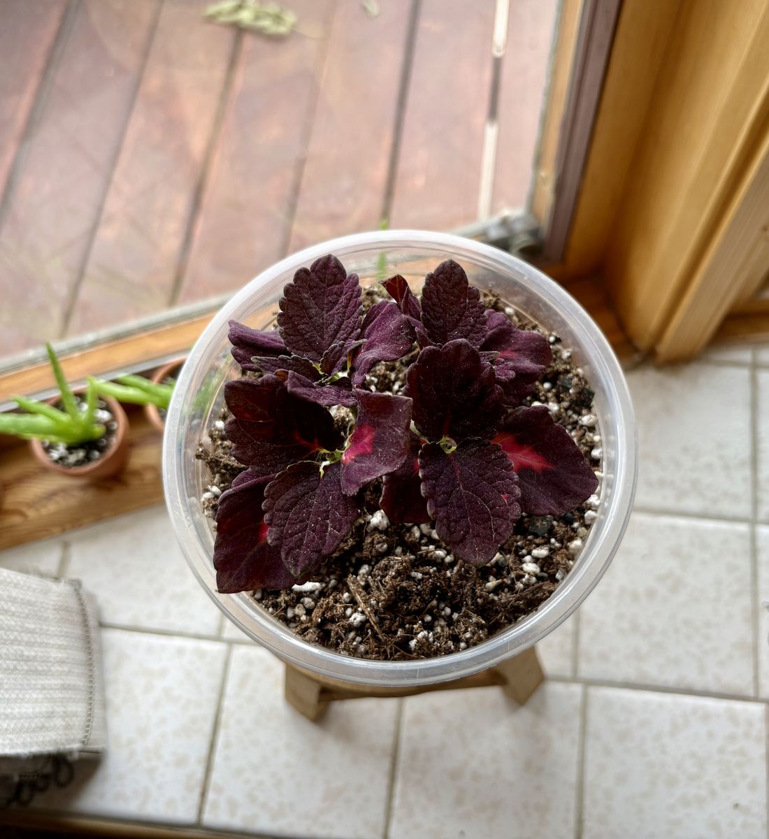 Coleus "Black Dragon" Indoor/Outdoor Houseplant