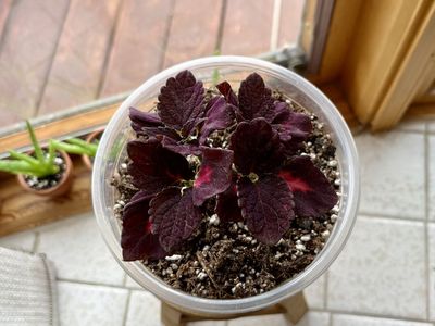 Coleus "Black Dragon" Indoor/Outdoor Houseplant