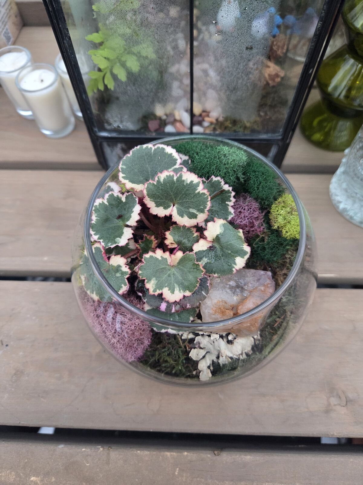 Live plant terrariums