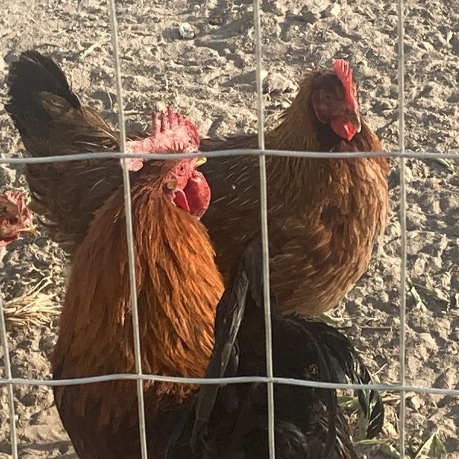 1 year old Lay Hens, rooster