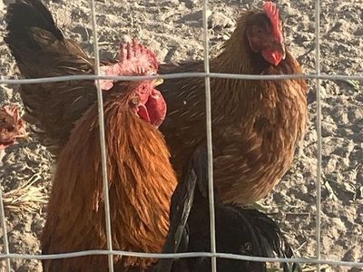 1 year old Lay Hens, rooster