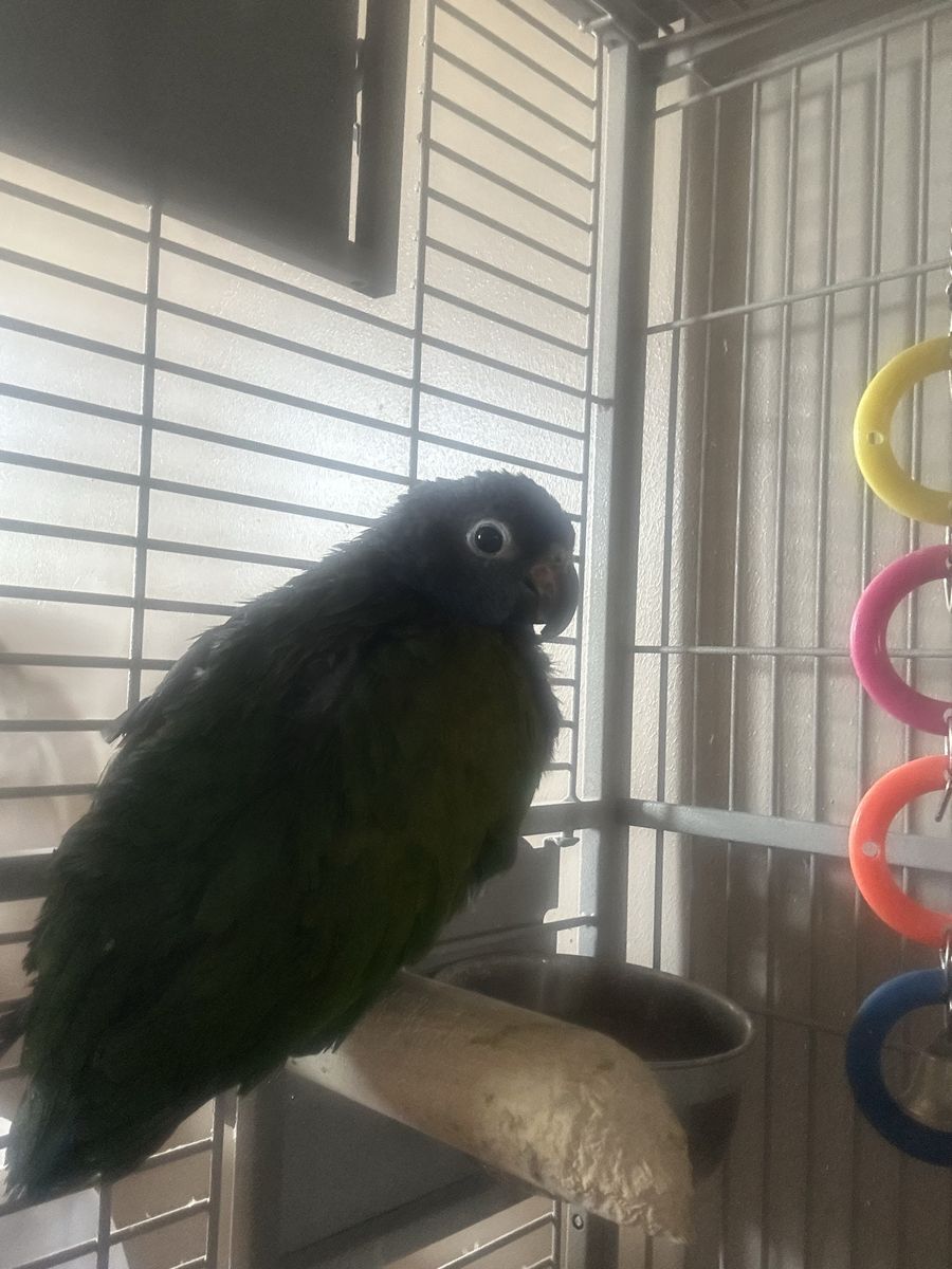 Blue headed Pionus Parrott