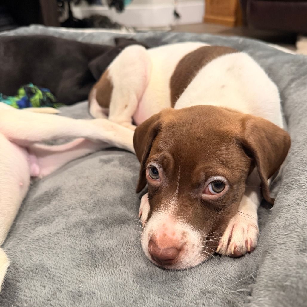 Hello my name is Daisy