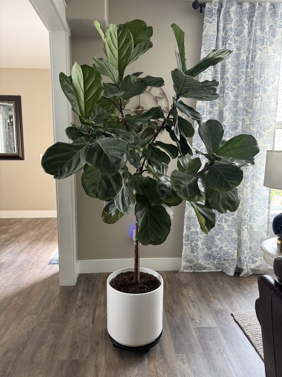 Mature Fiddle Leaf Fig Tree (Living Plant)