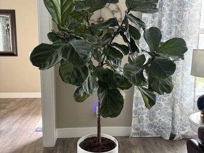 Mature Fiddle Leaf Fig Tree (Living Plant)