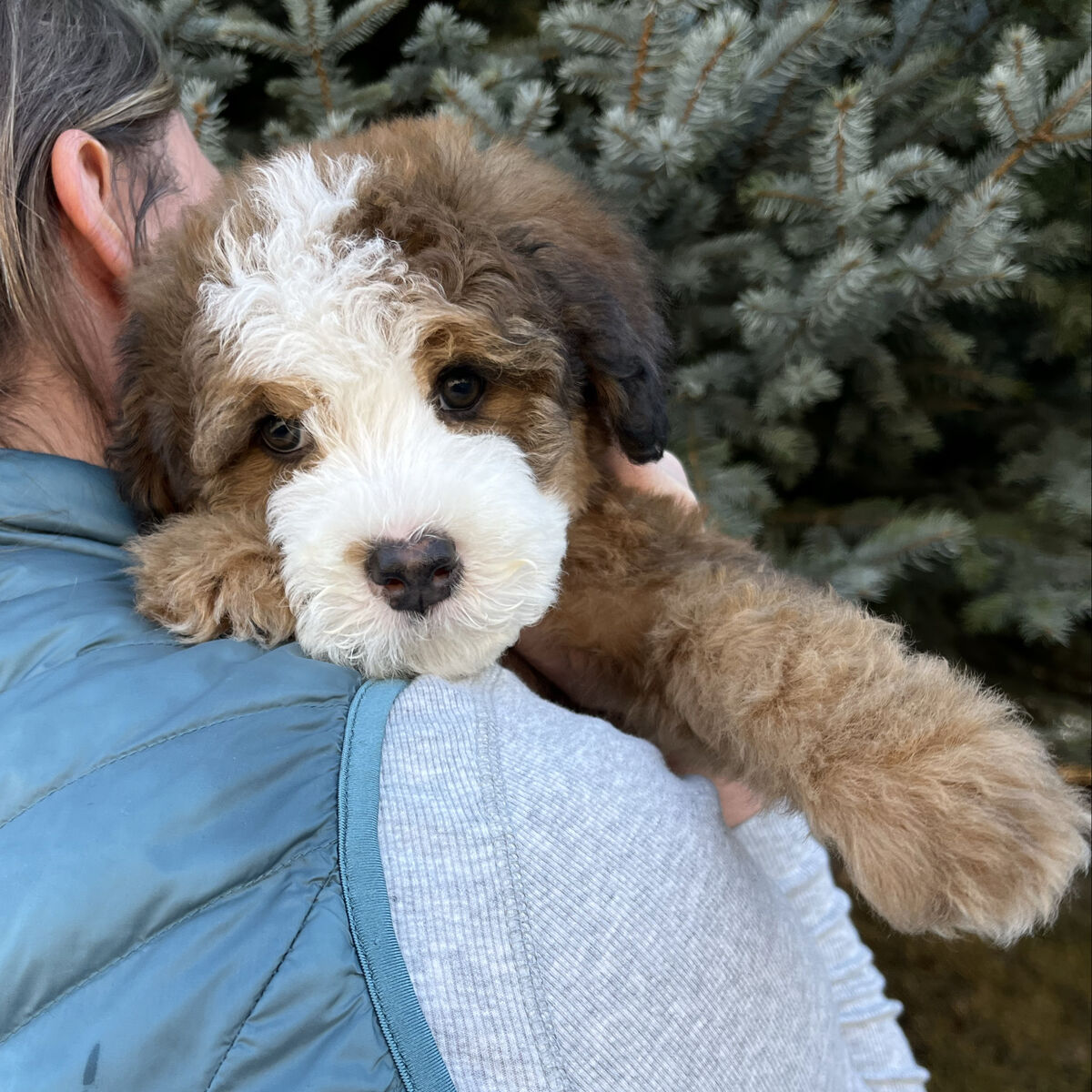Gorgeous Valentines Day Bernedoodles️