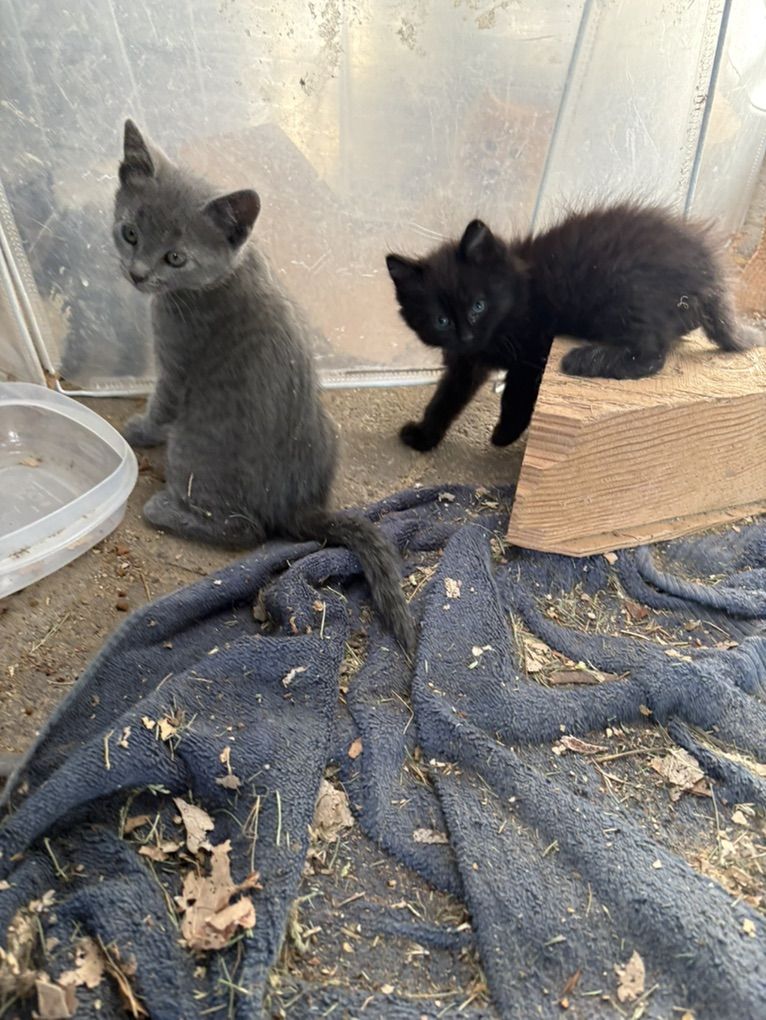 Kittens
