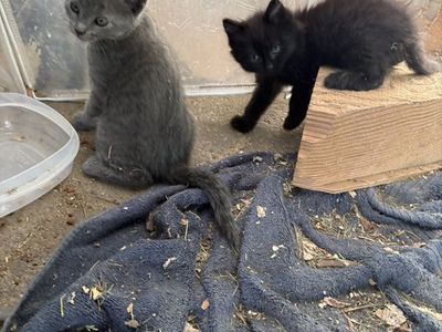 Kittens