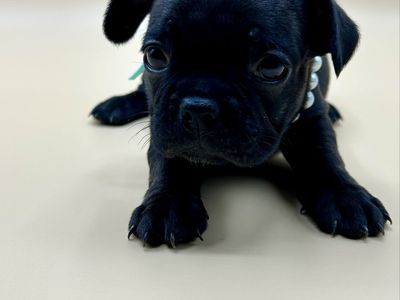 1 brindle female French bulldog remains last day in Utah today