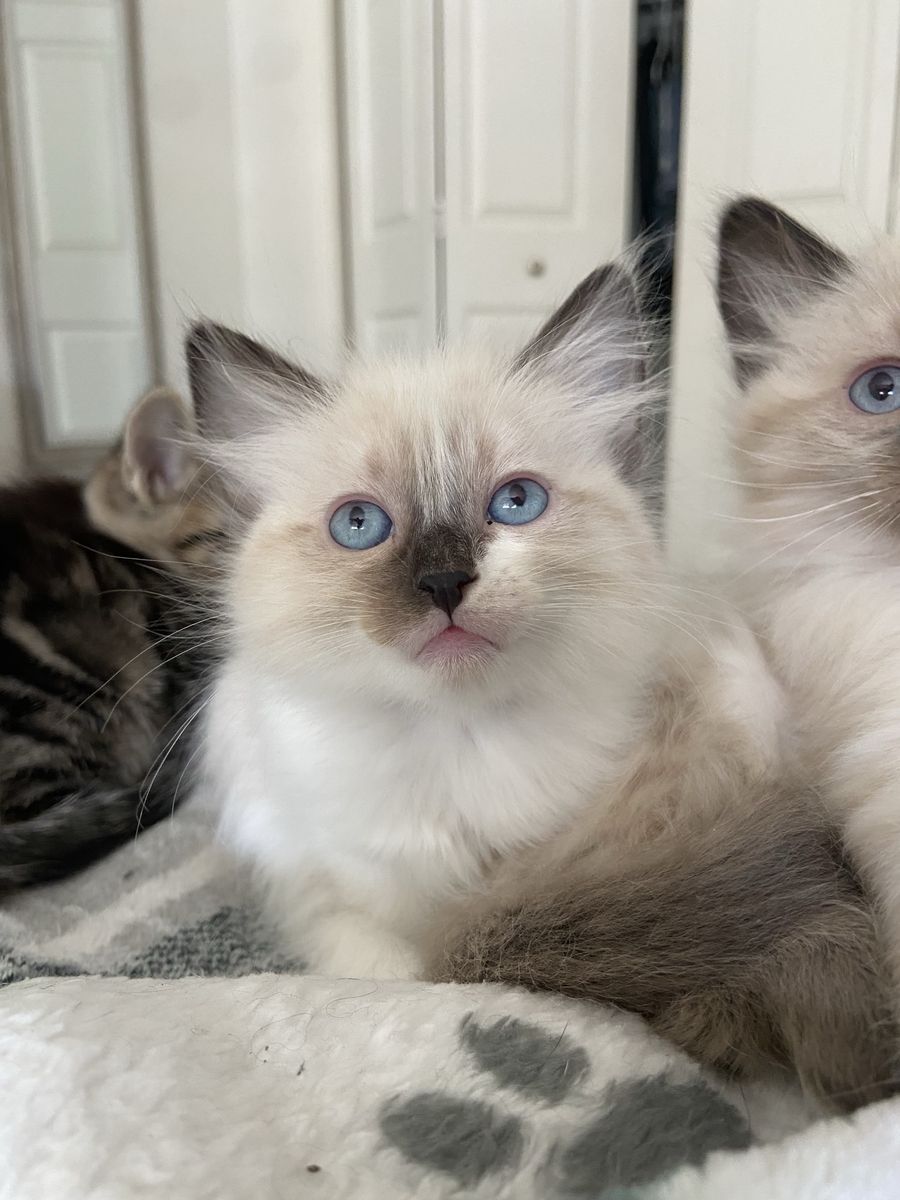 Adorable Kittens For Sale