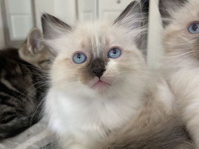 Adorable Kittens For Sale