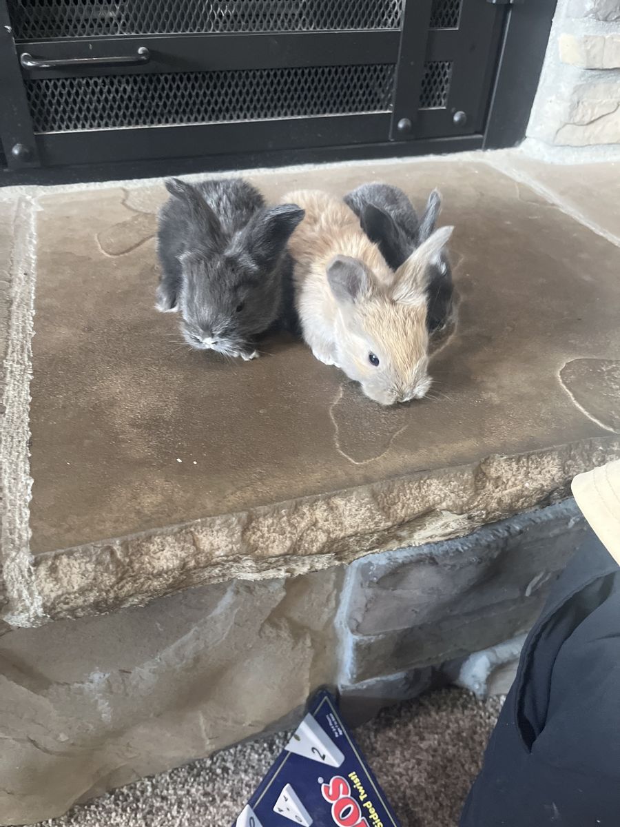 Angora rabbits