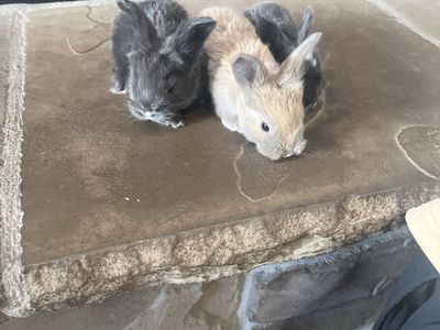 Angora rabbits