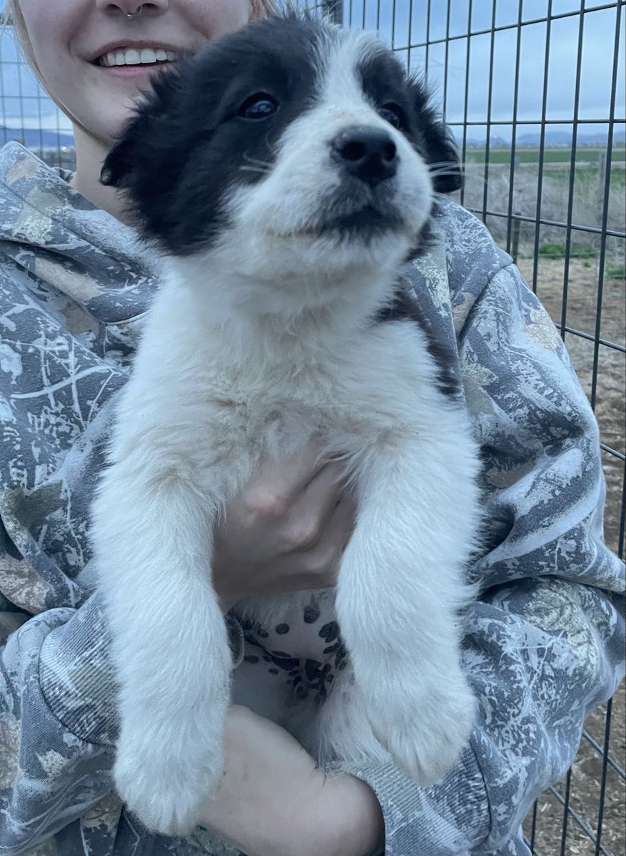 Border Collie Puppies