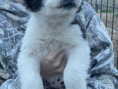 Border Collie Puppies
