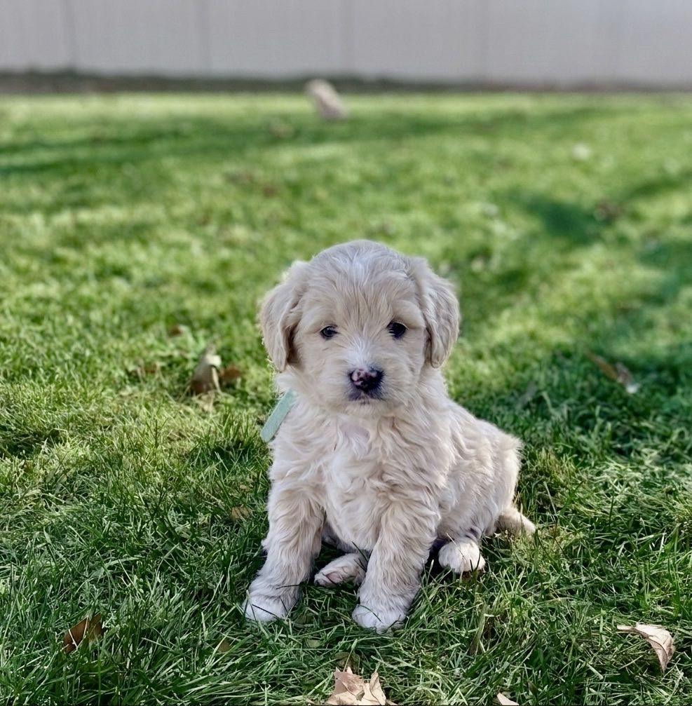 Mini F1 English Goldendoodle Puppies - Exceptional Temperaments & ENS Trained