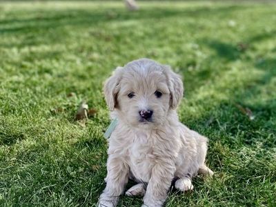 Mini F1 English Goldendoodle Puppies - Exceptional Temperaments & ENS Trained