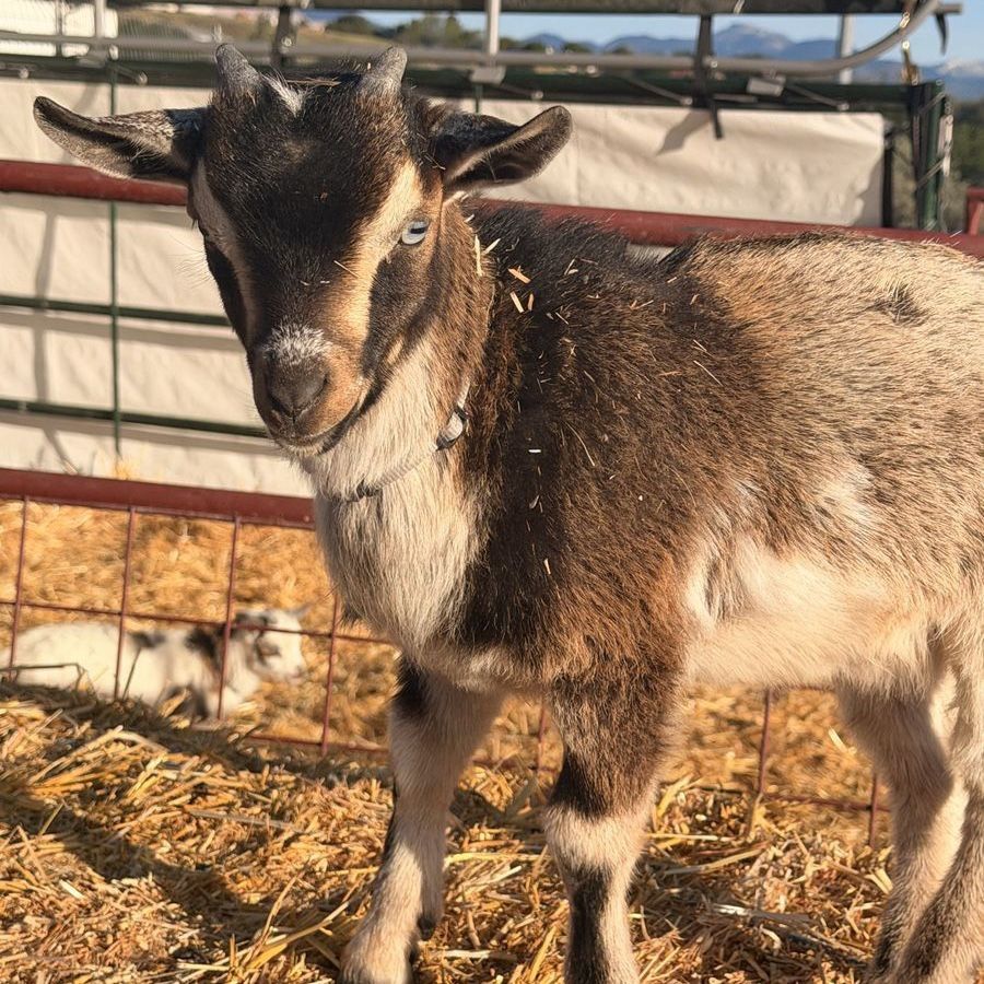 Nigerian Dwarf Goats