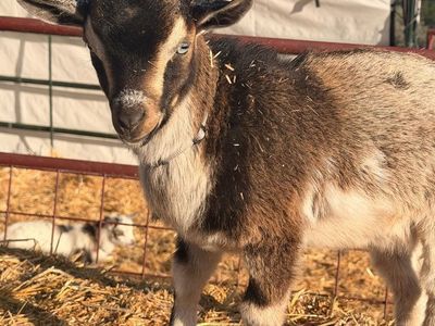 Nigerian Dwarf Goats