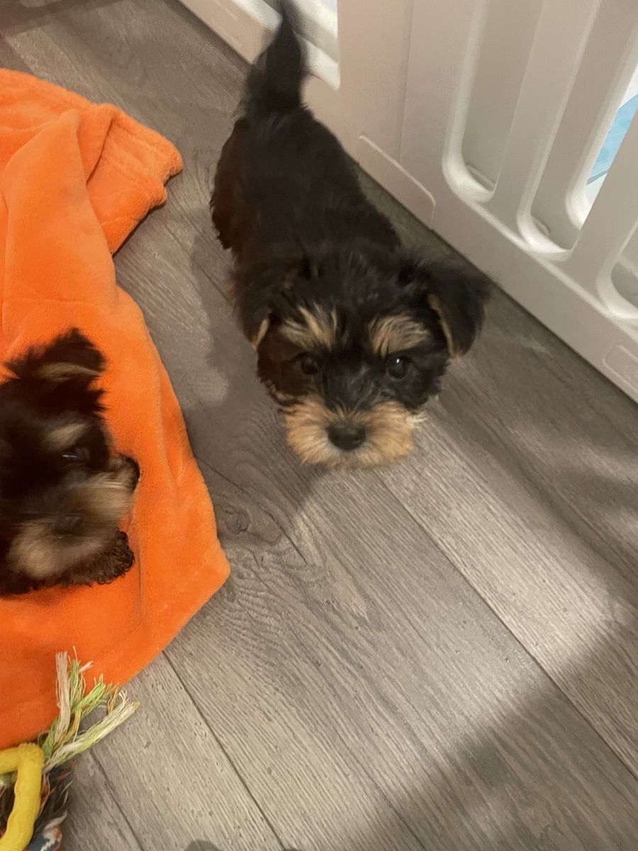 Adorable Yorkshire Terrier Puppies - Ready for Their Forever Homes!