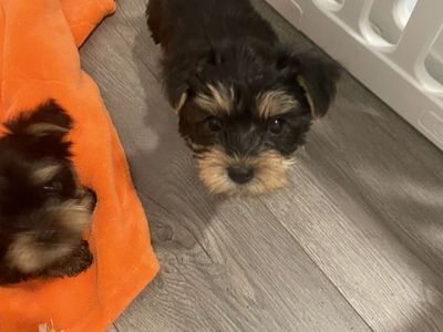 Adorable Yorkshire Terrier Puppies - Ready for Their Forever Homes!